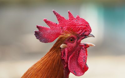 Terug naar de ‘haantjes’-stress van kantoor?